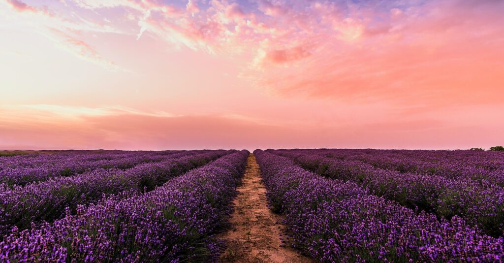 Wildflower Fields at sunset