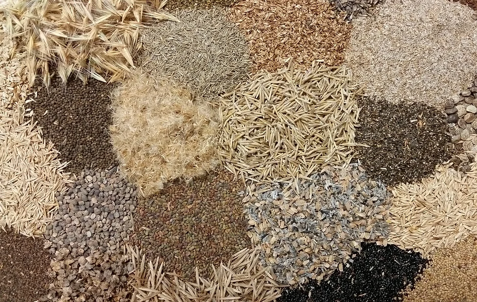Seed Inventory